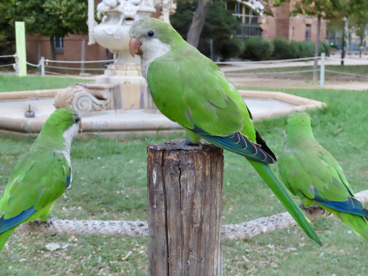 Monk Parakeet - ML622153675