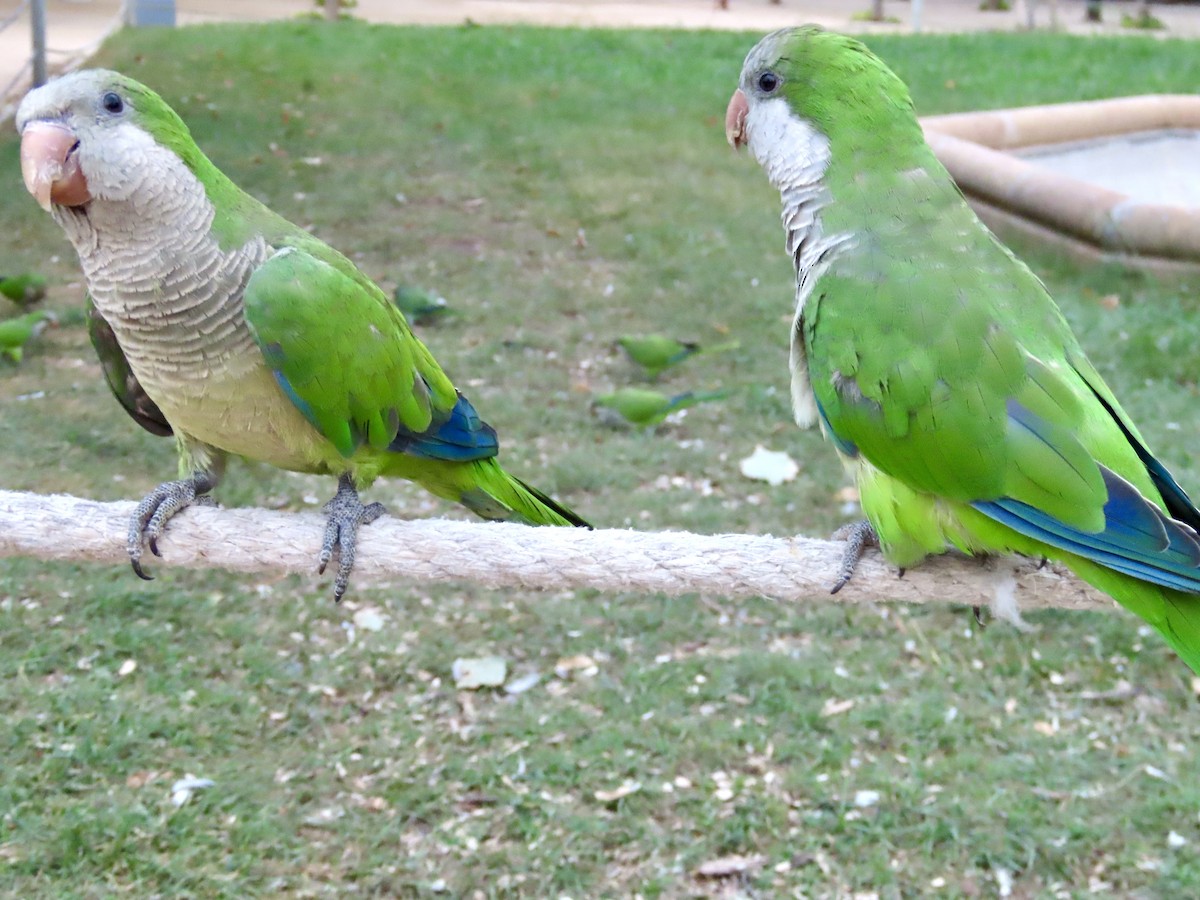 Monk Parakeet - ML622153676