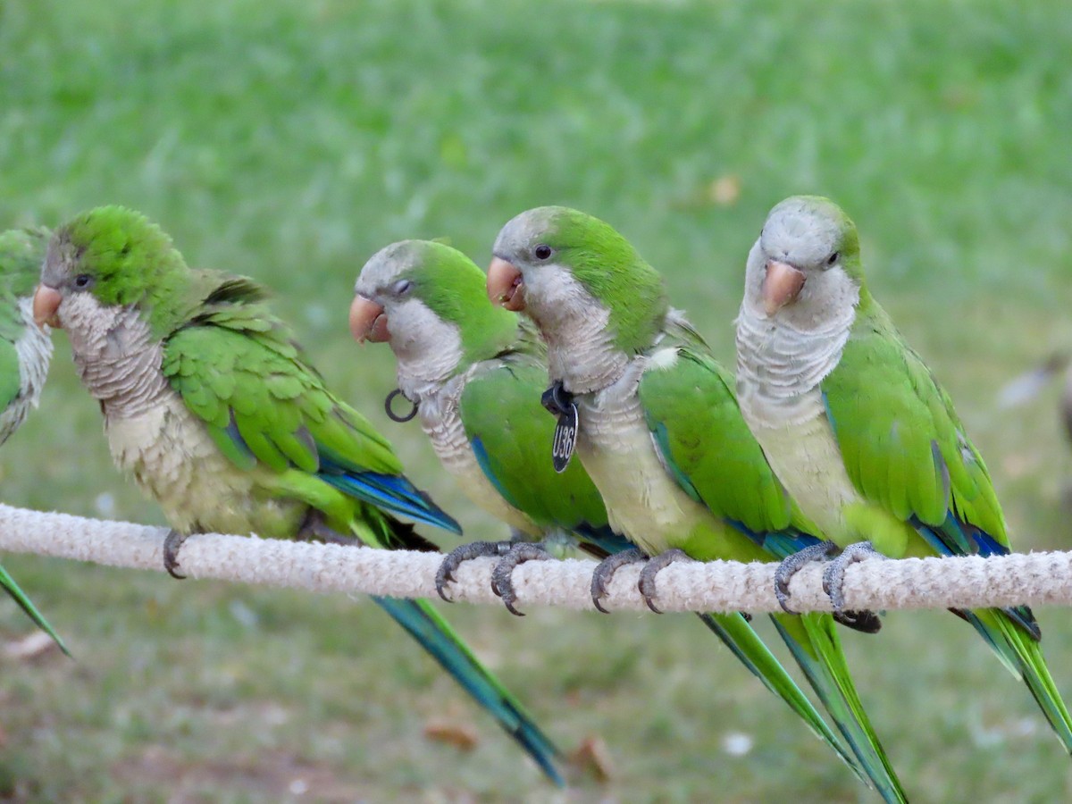 Monk Parakeet - ML622153677