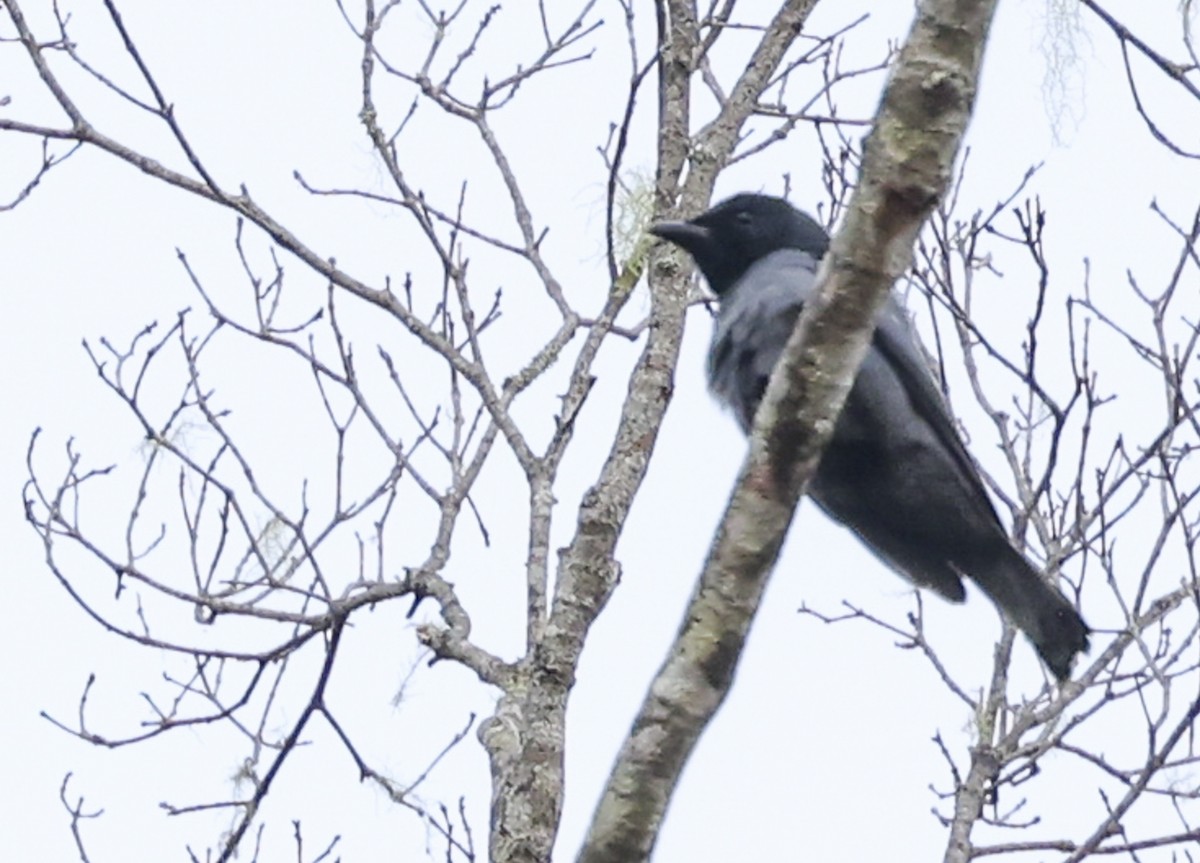 Sunda Cuckooshrike - ML622153681