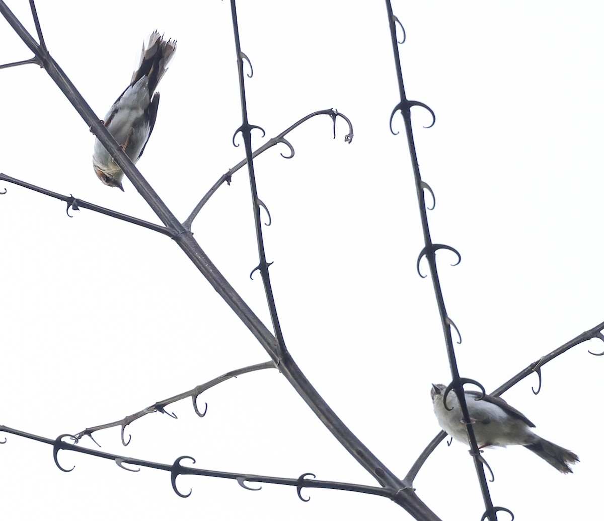 Chestnut-crested Yuhina - ML622153683