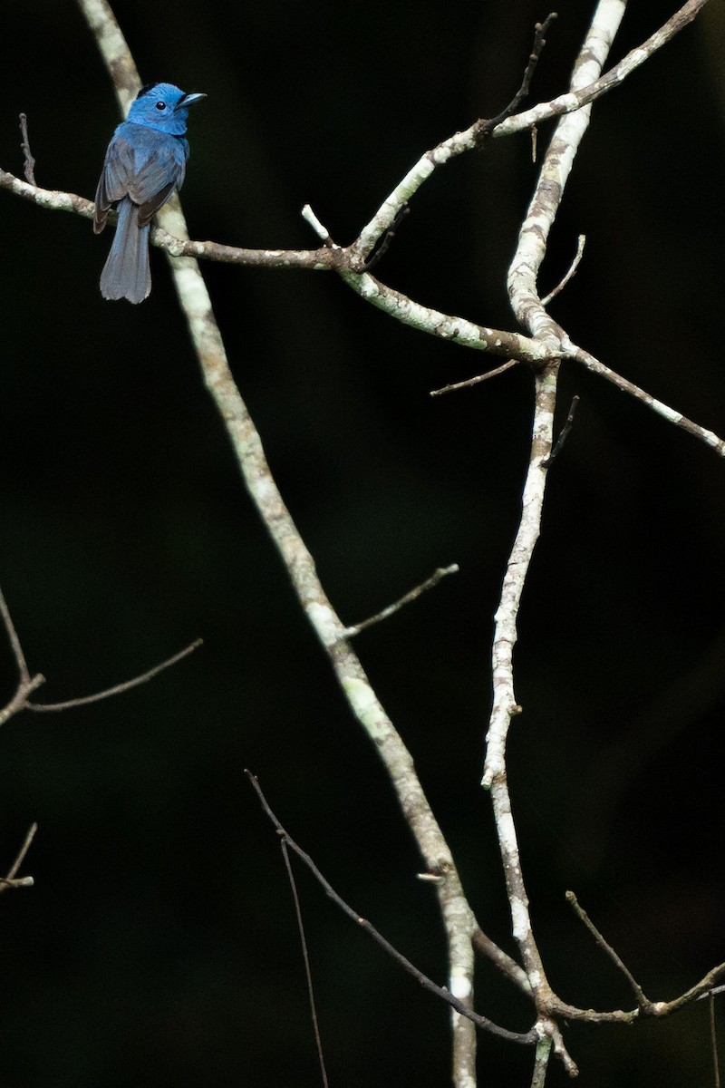 Black-naped Monarch - ML622153684