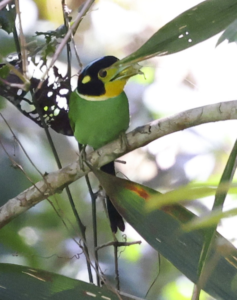 Long-tailed Broadbill - ML622153686