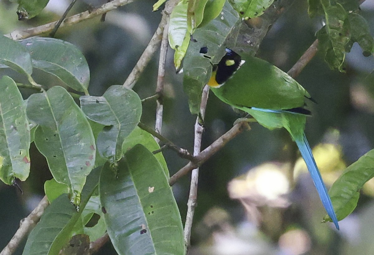 Long-tailed Broadbill - ML622153687