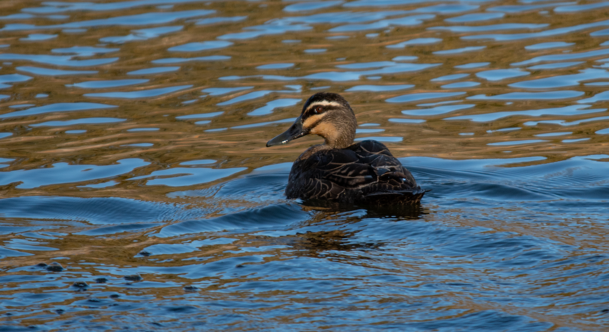 Pacific Black Duck - Neil Roche-Kelly