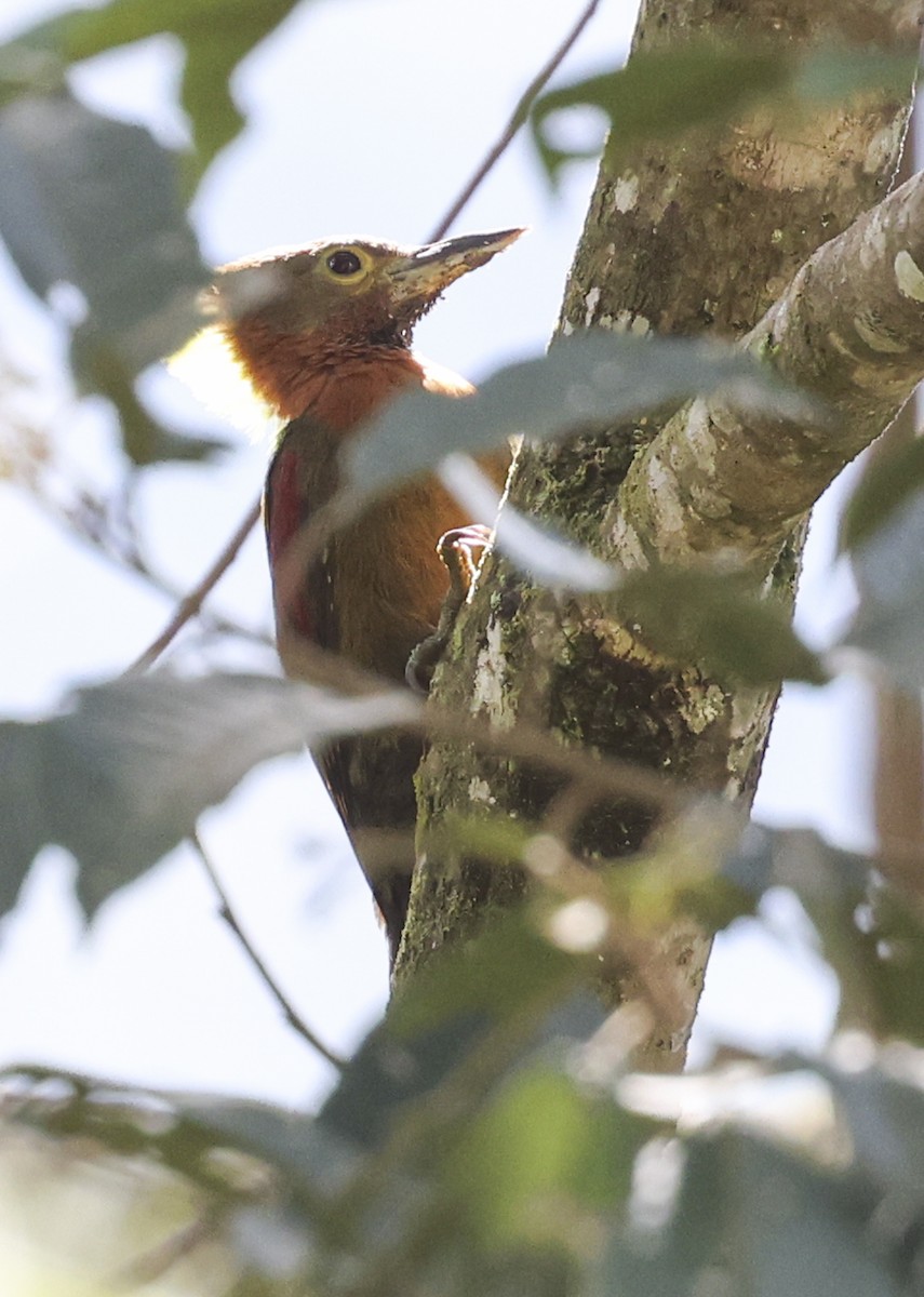 Checker-throated Woodpecker - ML622153689