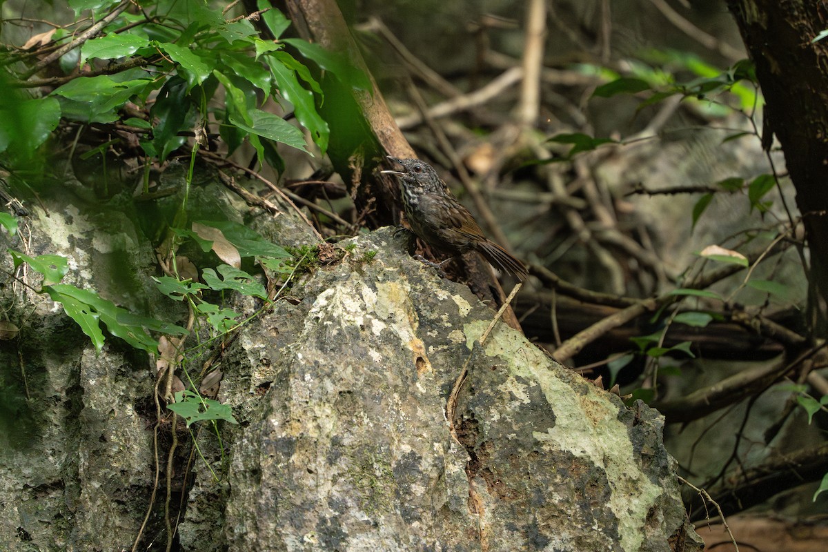 Annam Limestone Babbler - ML622153690