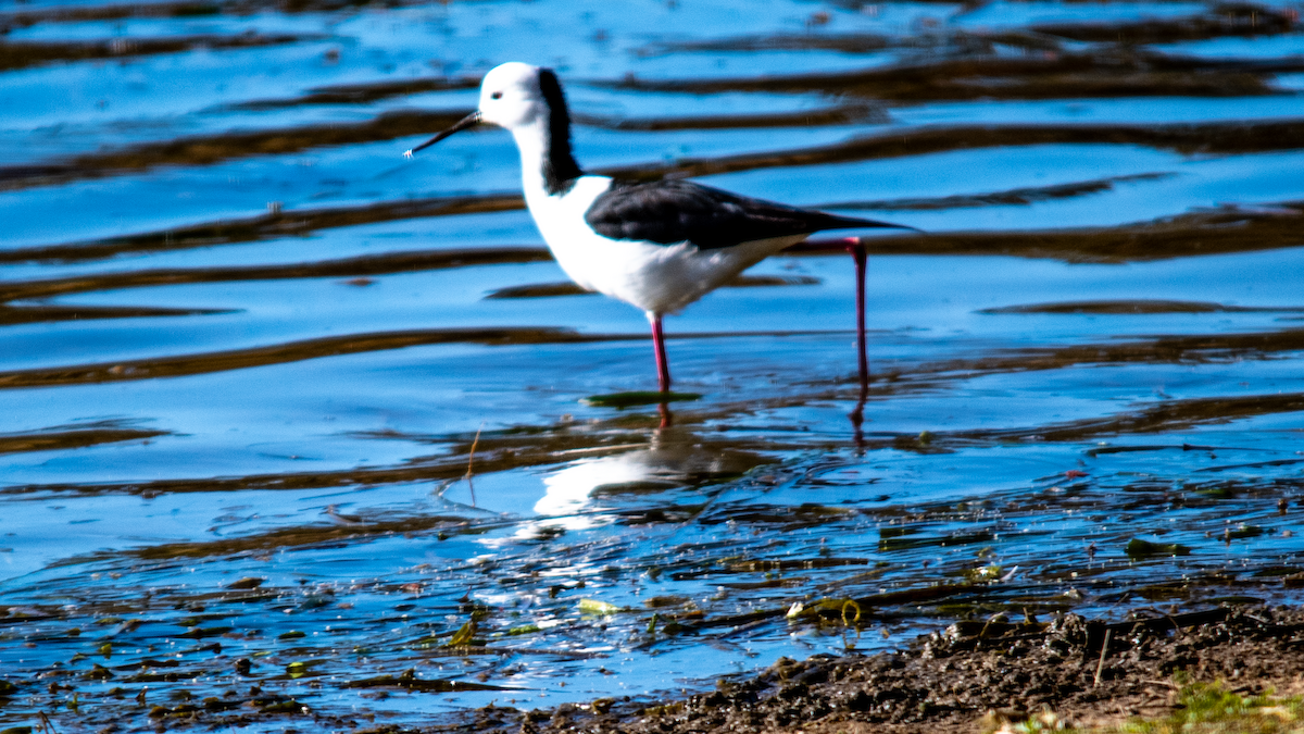 Pied Stilt - ML622153693