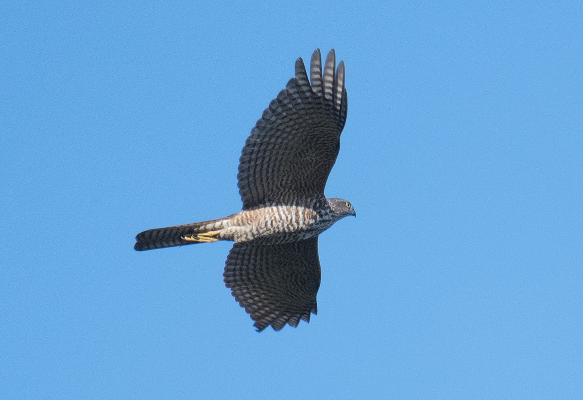 Collared Sparrowhawk - ML622153694