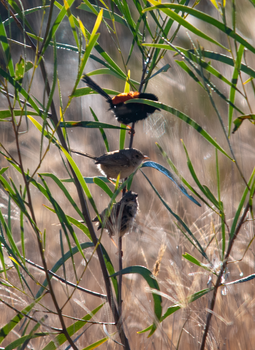 Red-backed Fairywren - ML622153700