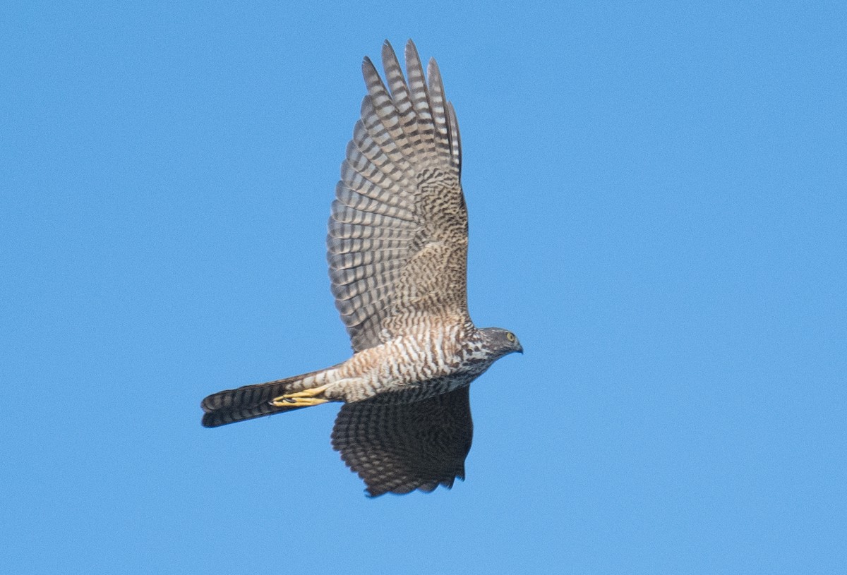 Collared Sparrowhawk - ML622153701