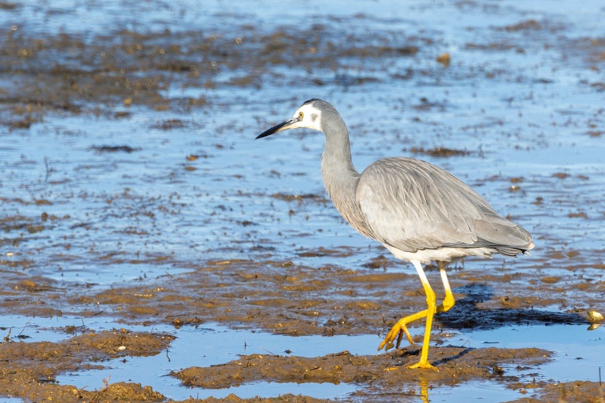 White-faced Heron - ML622153703