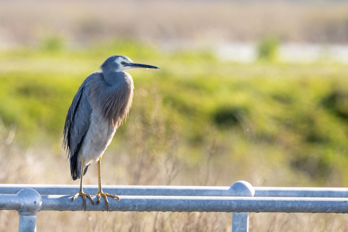 White-faced Heron - ML622153704