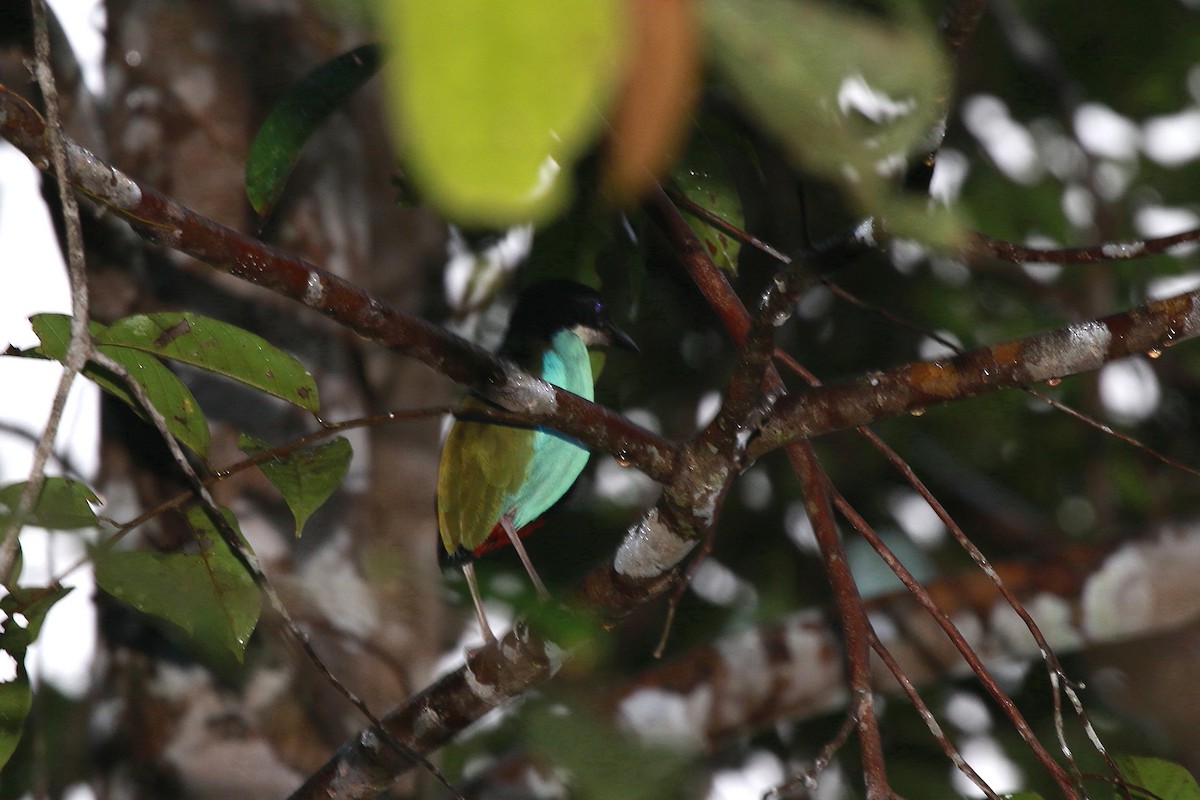 Azure-breasted Pitta - ML622153706