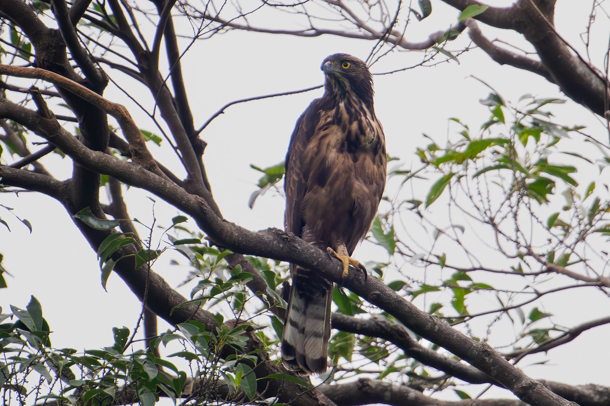 Philippine Hawk-Eagle - ML622153713