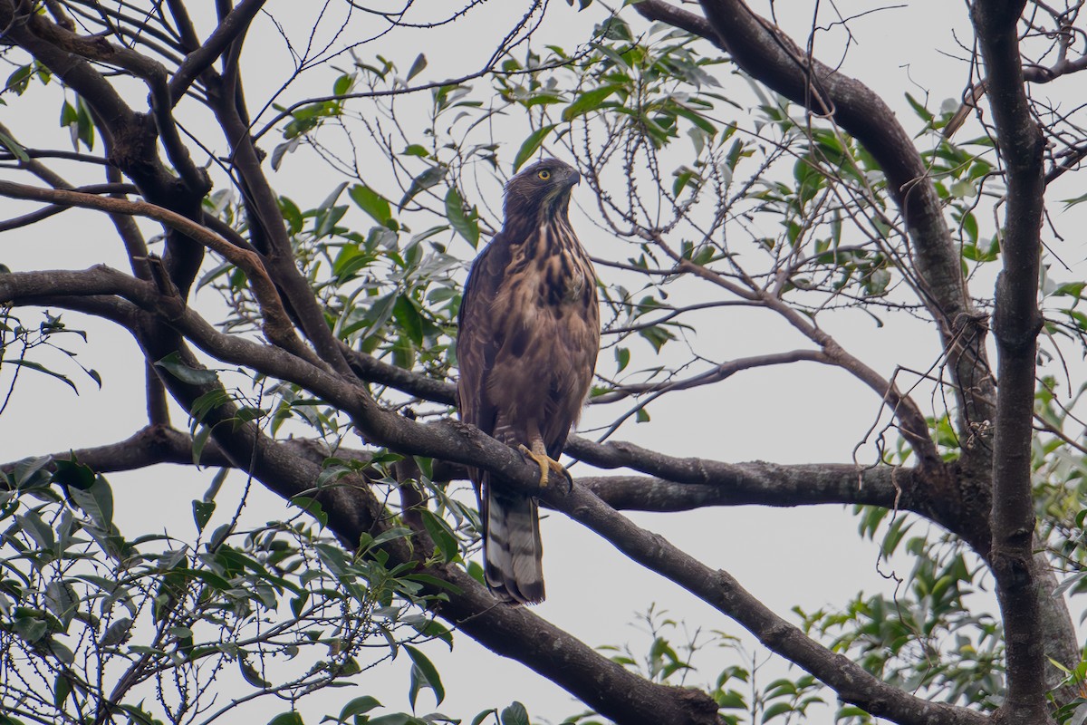 Philippine Hawk-Eagle - ML622153714