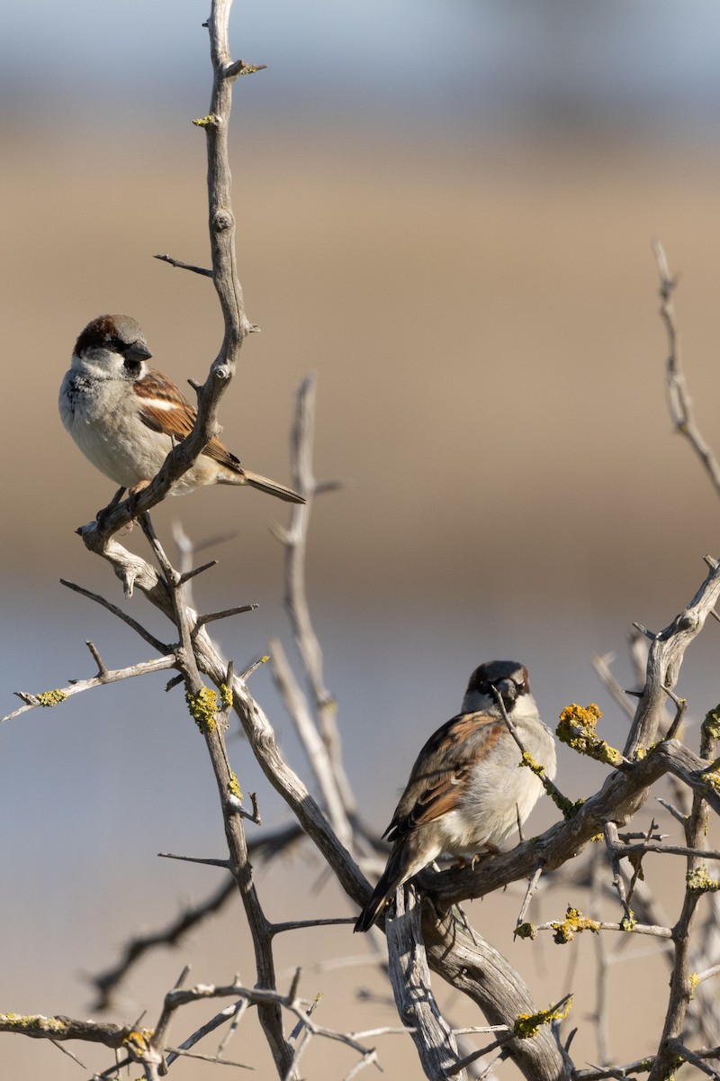 House Sparrow - Richard and Margaret Alcorn