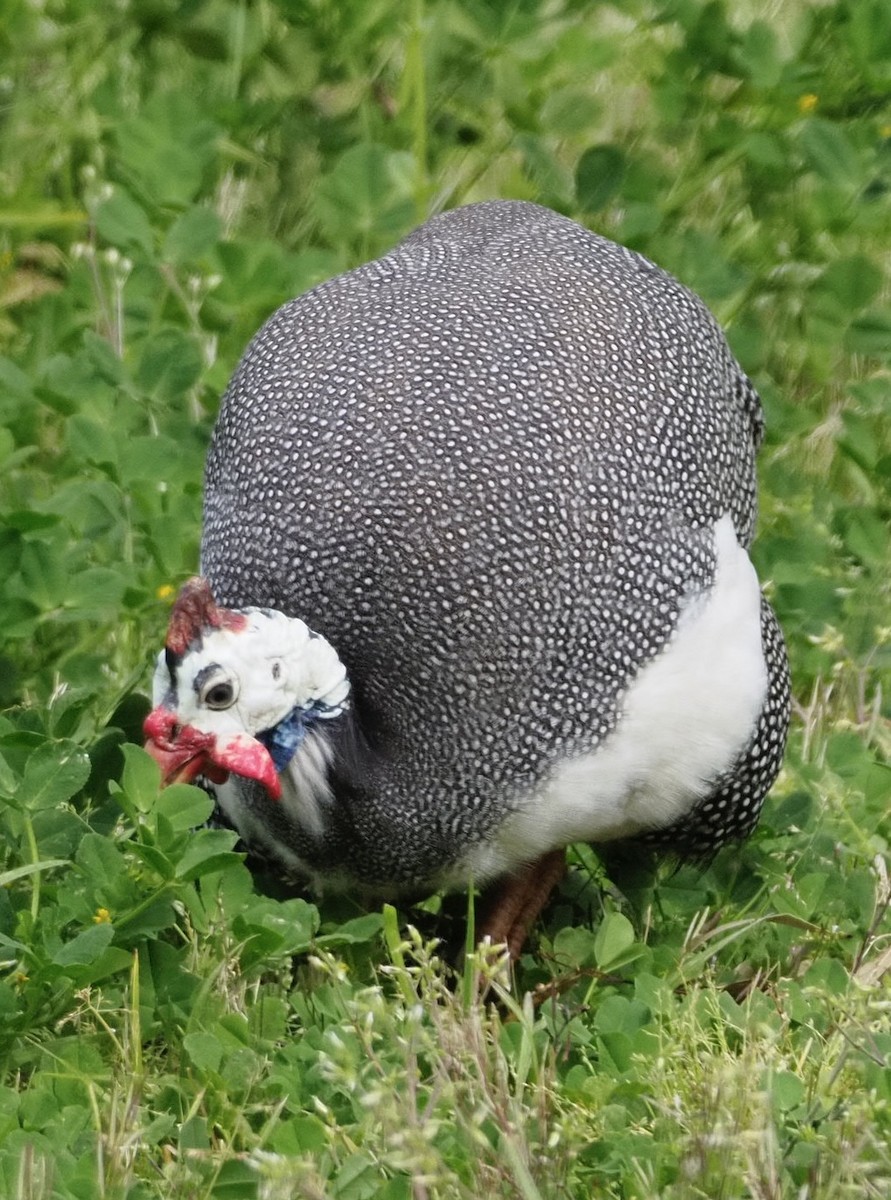 Helmeted Guineafowl (Domestic type) - Yvonne van Netten