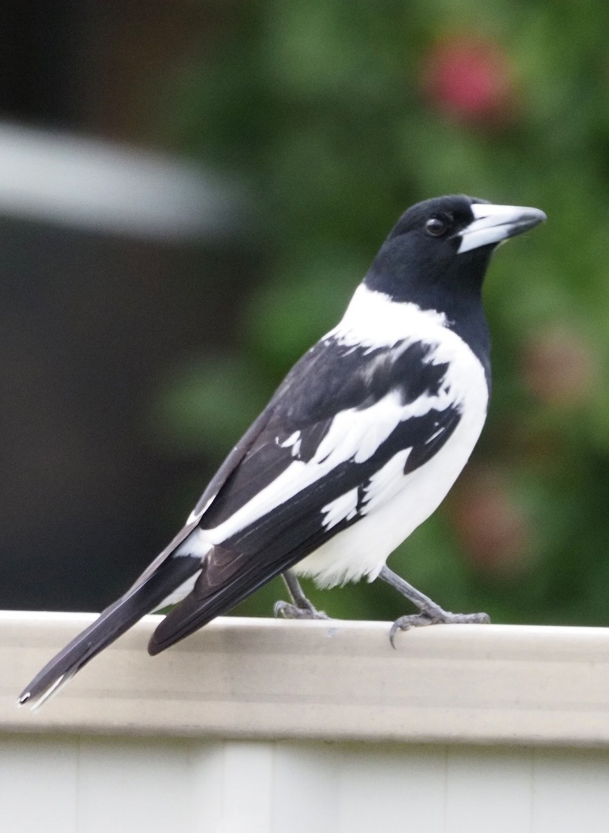 Pied Butcherbird - ML622153736