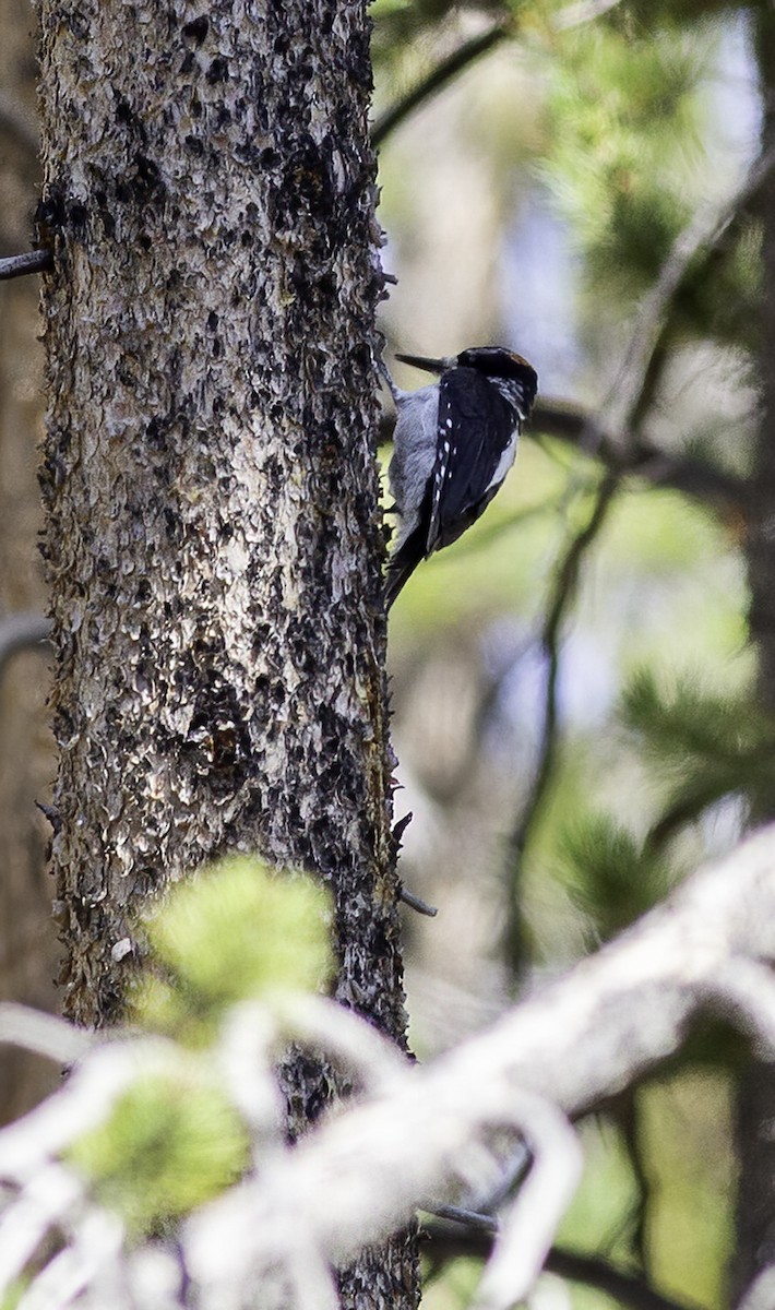 Hairy Woodpecker (Rocky Mts.) - ML622153739