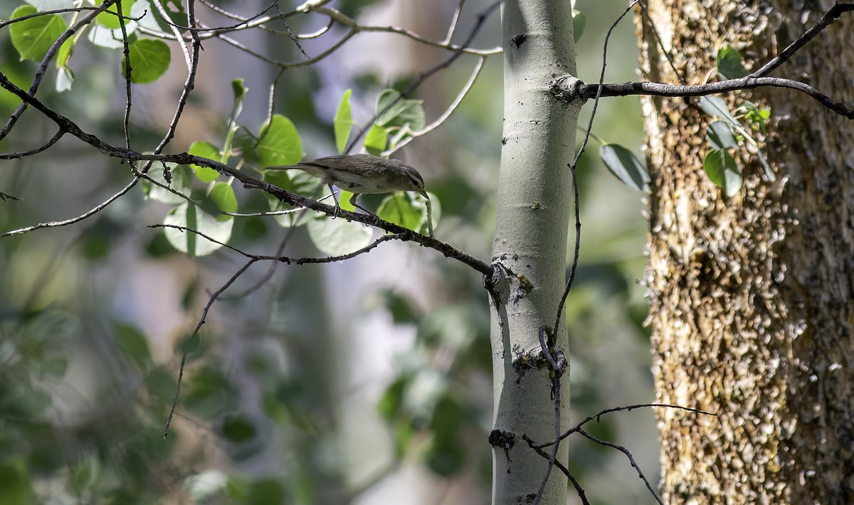 Warbling Vireo (Western) - ML622153740