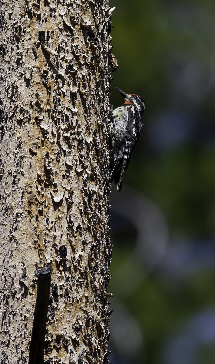 Red-naped Sapsucker - Alex Eberts