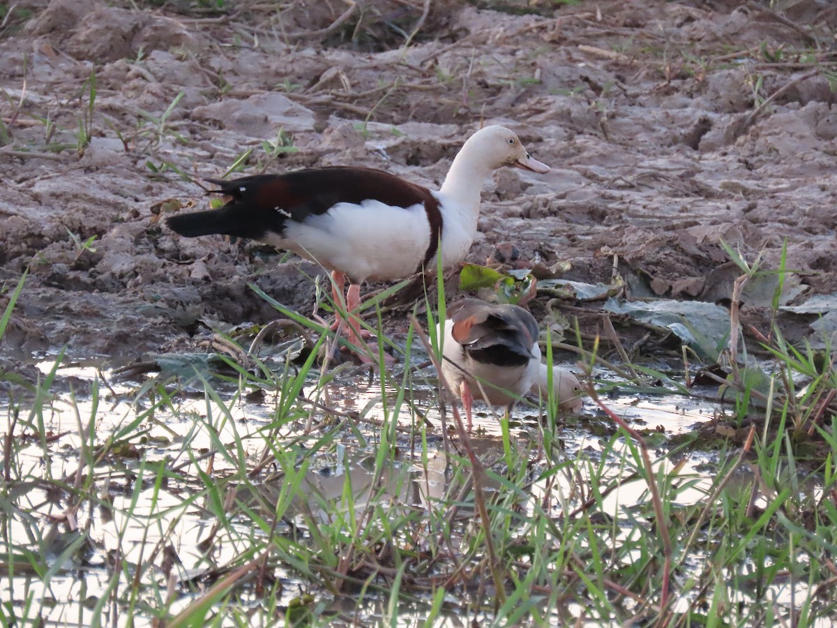 Radjah Shelduck - ML622153742