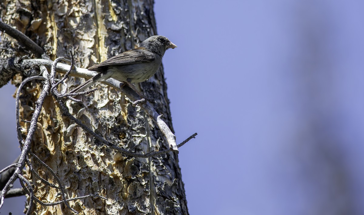 Dark-eyed Junco (Gray-headed) - ML622153743