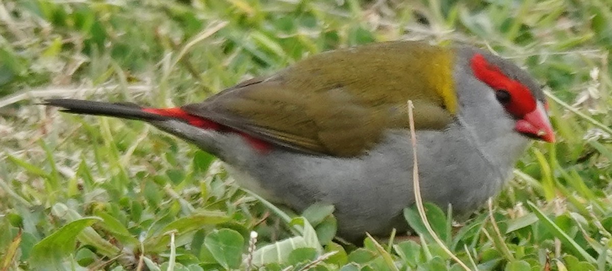 Red-browed Firetail - ML622153746