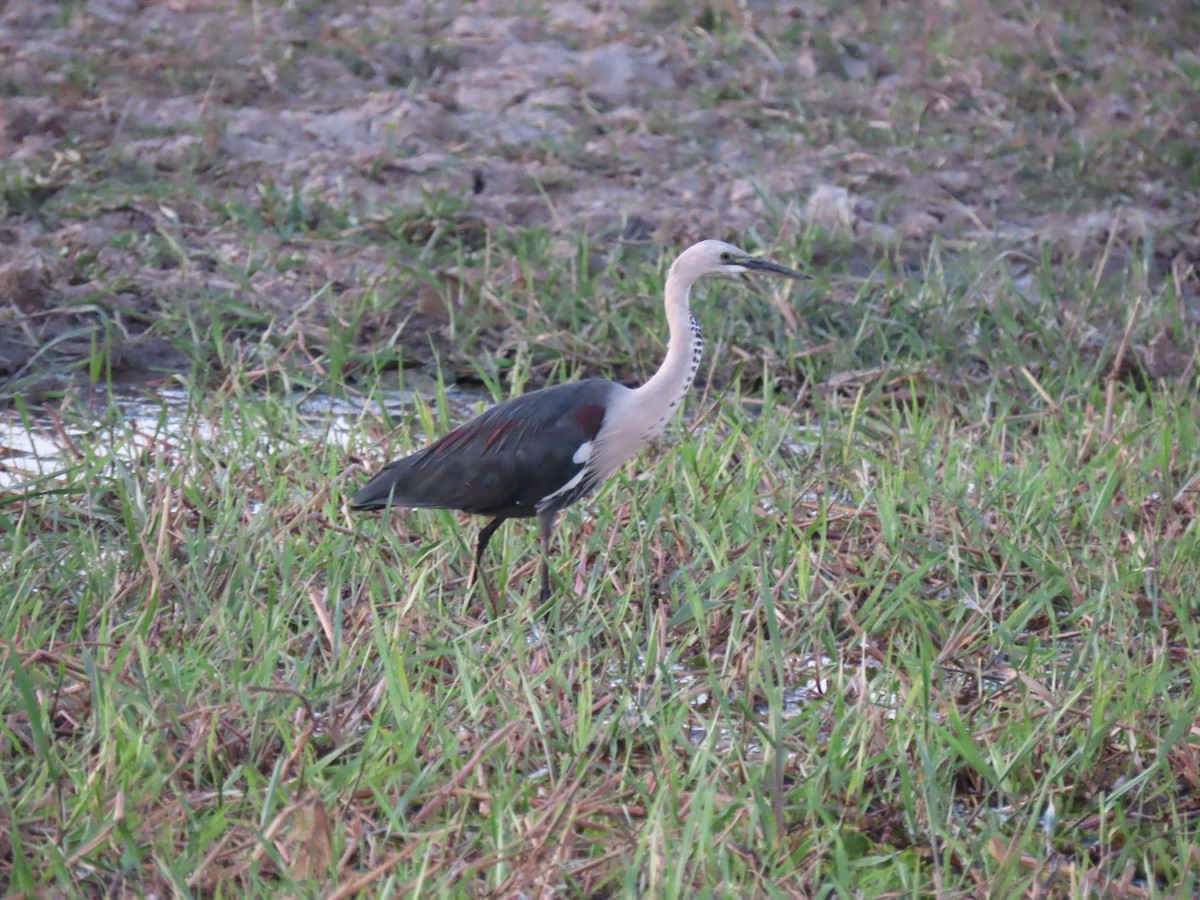 Pacific Heron - ML622153749