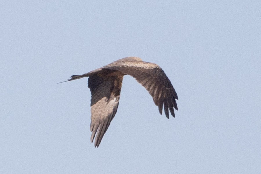 Black Kite - Richard and Margaret Alcorn