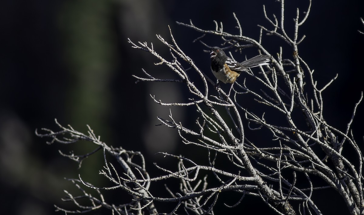 Spotted Towhee (maculatus Group) - ML622153758