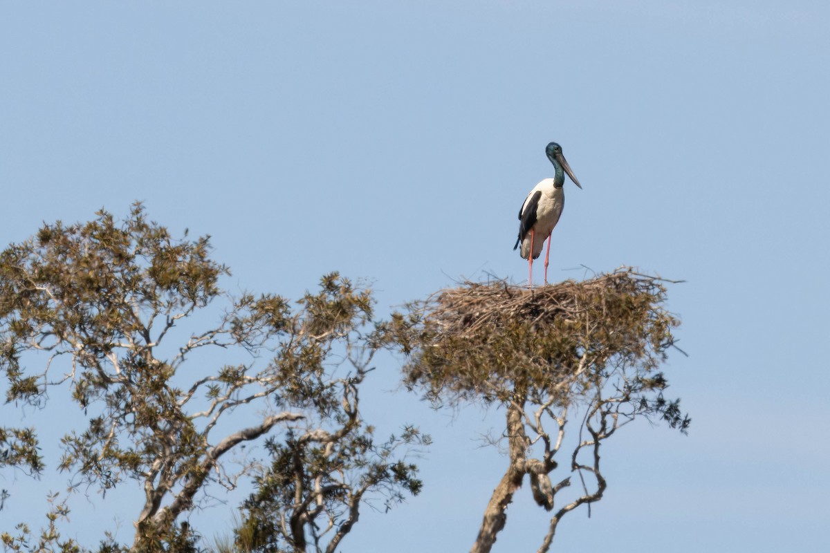 Black-necked Stork - ML622153763