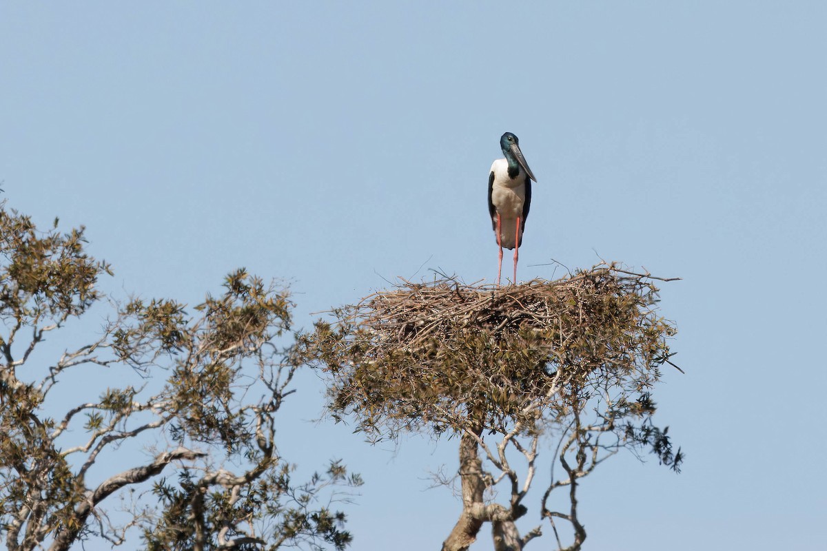 Black-necked Stork - ML622153764