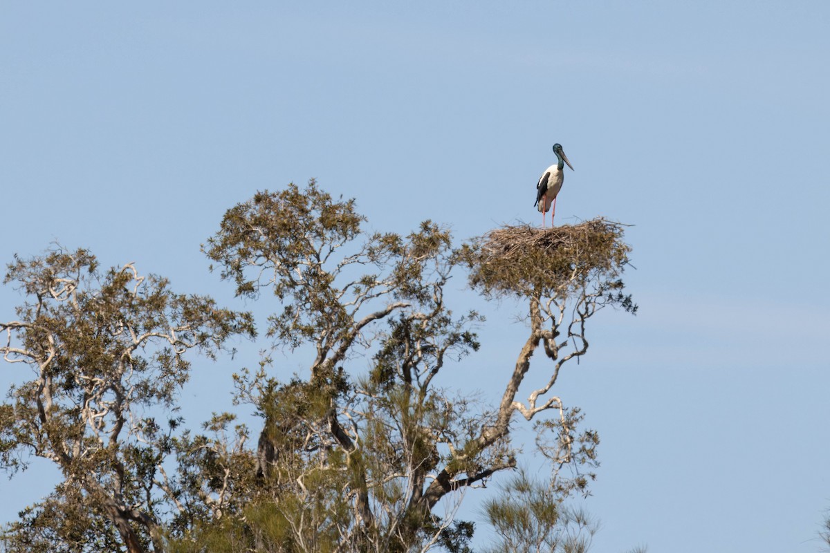 Black-necked Stork - ML622153765