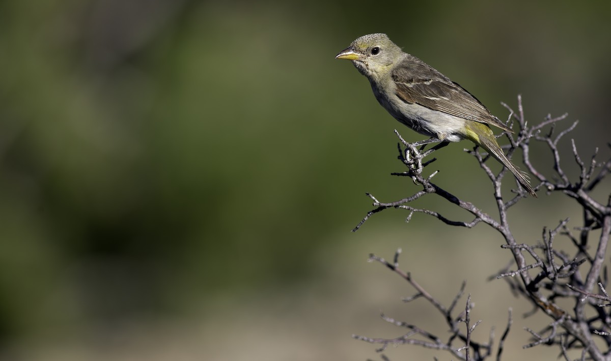 Western Tanager - ML622153768