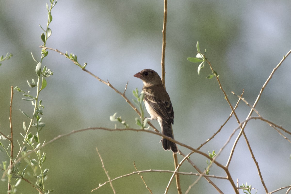 Moineau domestique - ML622153769