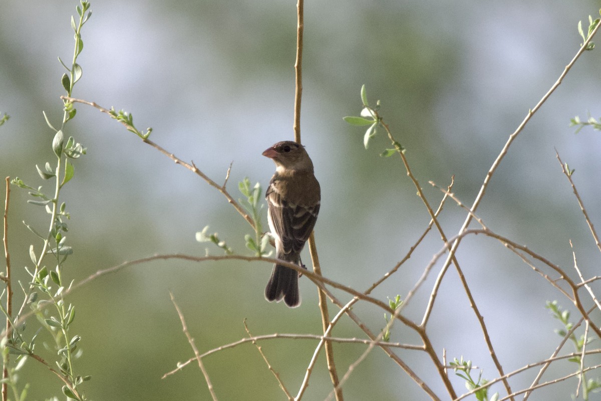 Moineau domestique - ML622153770