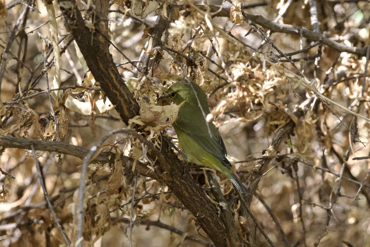 Paruline verdâtre (lutescens) - ML622153785