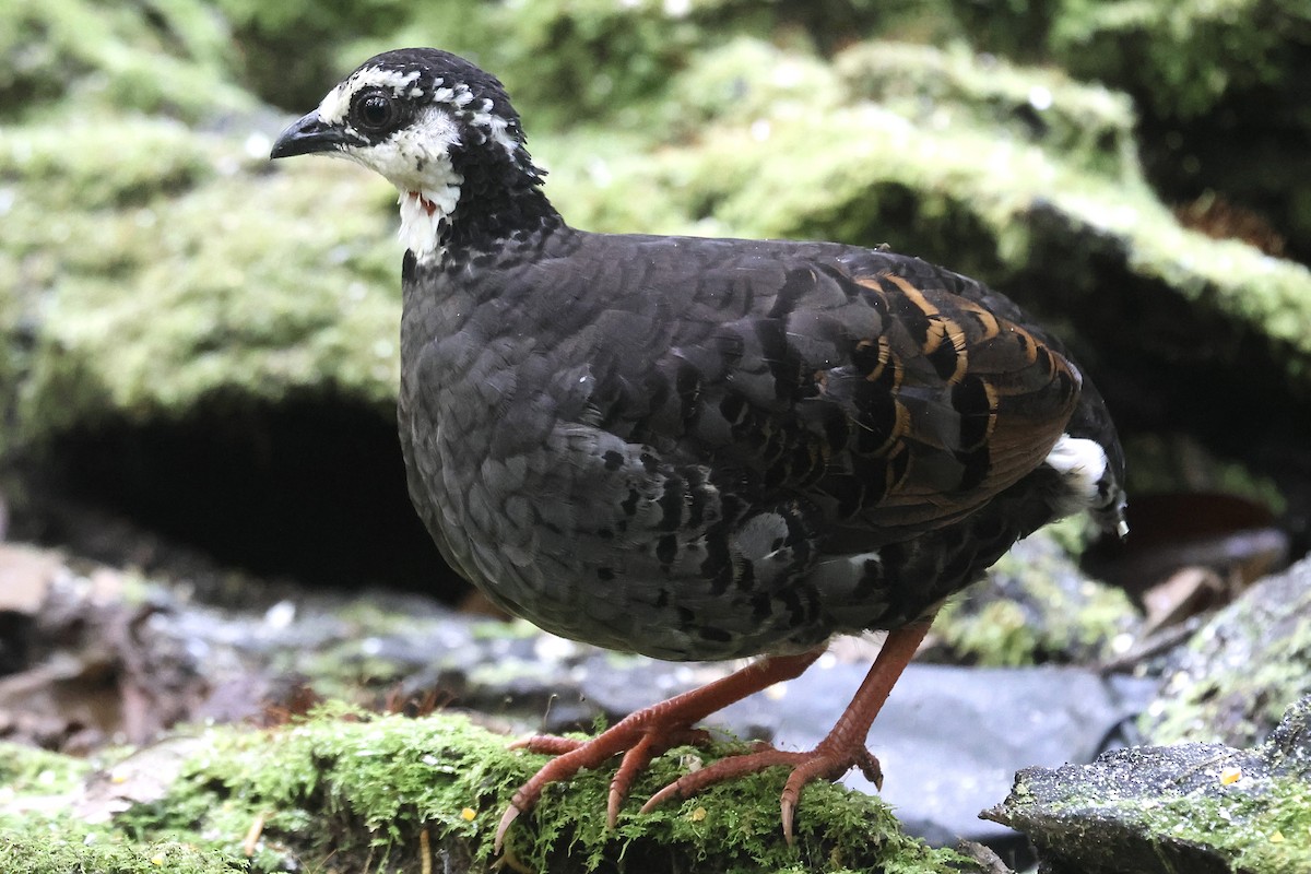 Gray-breasted Partridge - ML622153804