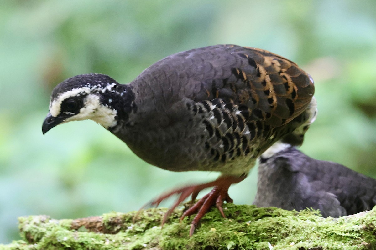 Gray-breasted Partridge - ML622153805