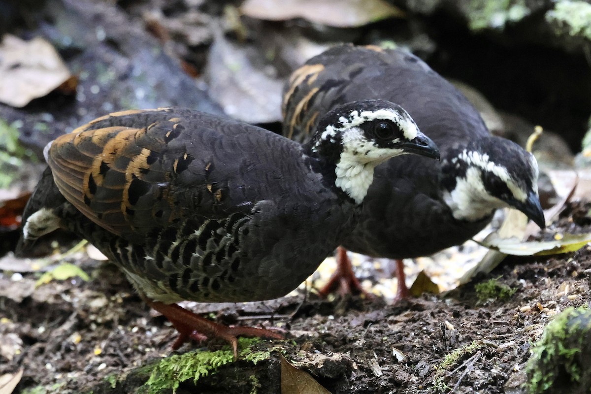 Gray-breasted Partridge - Warwick Board