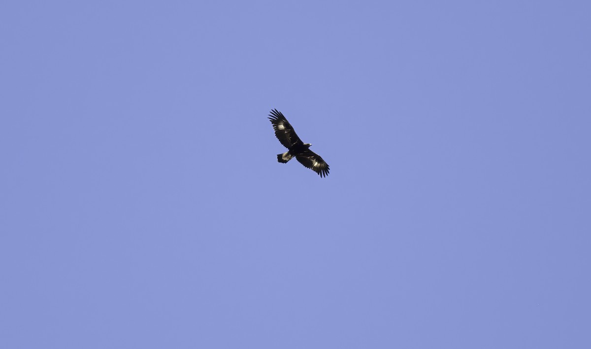 Golden Eagle - ML622153814