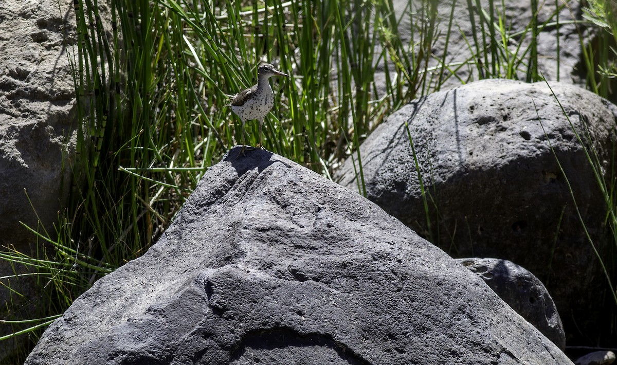 Spotted Sandpiper - ML622153818