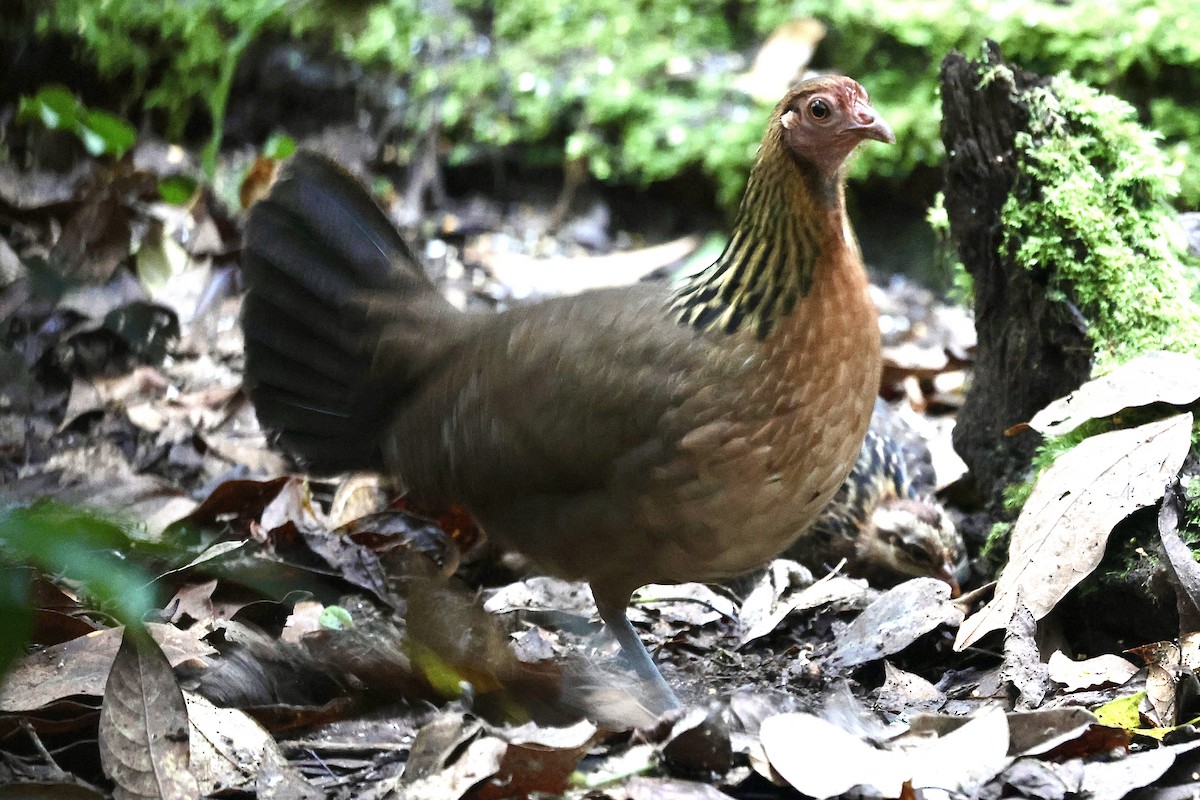 Red Junglefowl - ML622153819