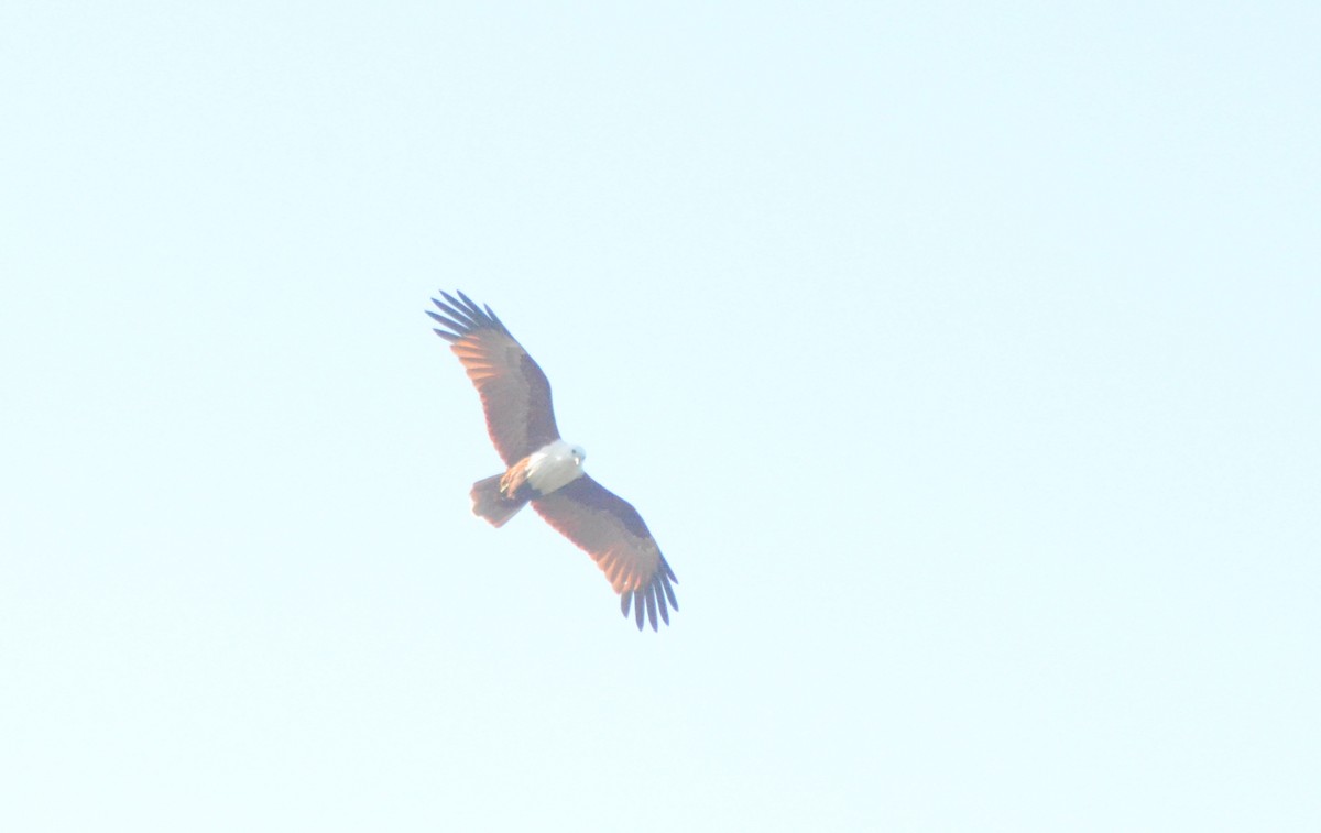 Brahminy Kite - ML622153820