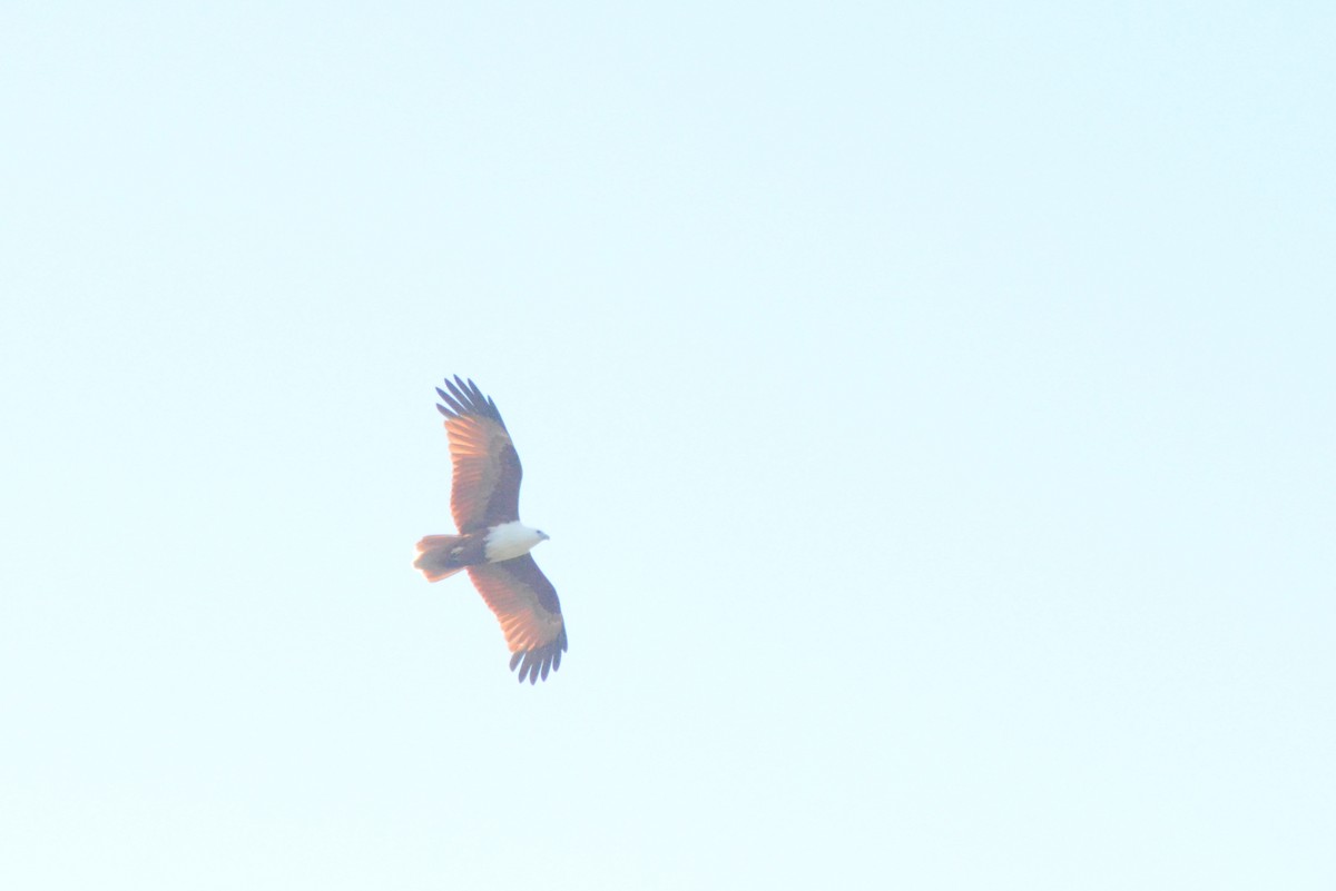 Brahminy Kite - ML622153821