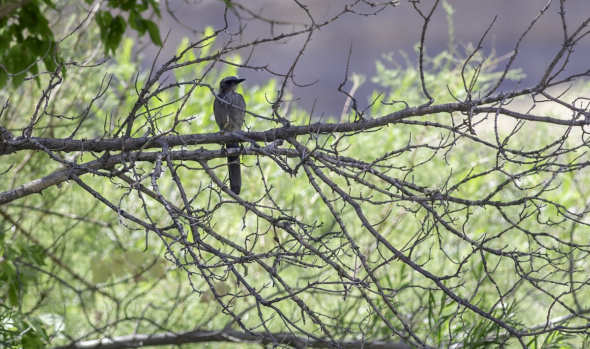 Woodhouse's Scrub-Jay (Woodhouse's) - ML622153822