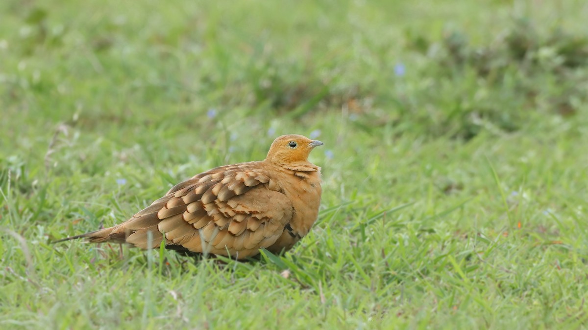 Chestnut-bellied Sandgrouse - ML622153824