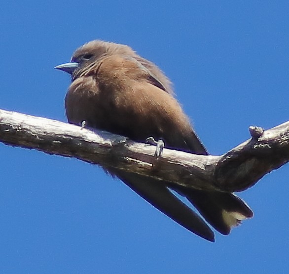 Little Woodswallow - ML622153826